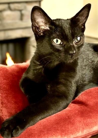 Enlarge Cap'n Jack & Heidi: Ahoy!, a Adoptable Domestic Short Hair in Newport, WA image 2/6