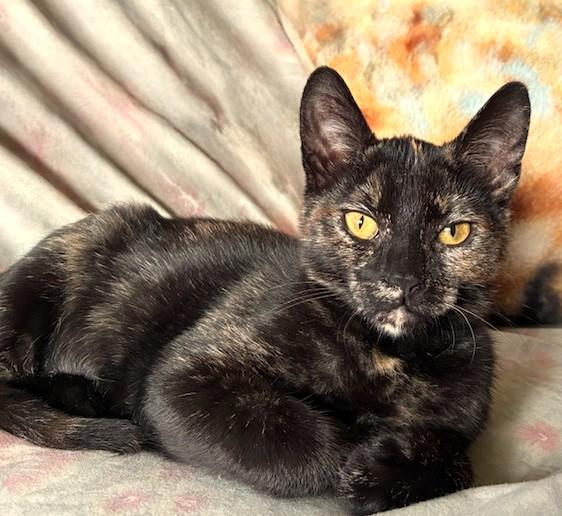 Enlarge Cap'n Jack & Heidi: Ahoy!, a Adoptable Domestic Short Hair in Newport, WA image 3/6