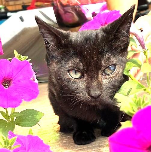 Enlarge Cap'n Jack & Heidi: Ahoy!, a Adoptable Domestic Short Hair in Newport, WA image 4/6