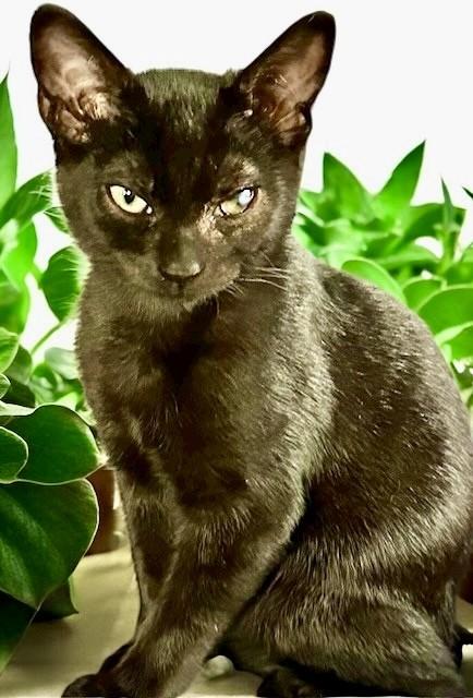 Enlarge Cap'n Jack & Heidi: Ahoy!, a Adoptable Domestic Short Hair in Newport, WA image 5/6