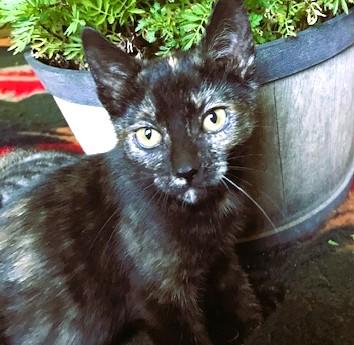 Enlarge Cap'n Jack & Heidi: Ahoy!, a Adoptable Domestic Short Hair in Newport, WA image 6/6