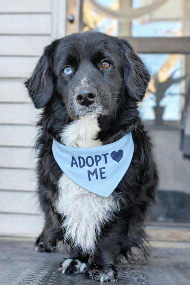 Enlarge Pastrami on Rye, a Adoptable mixed breed in Wayne, NJ image 1/4