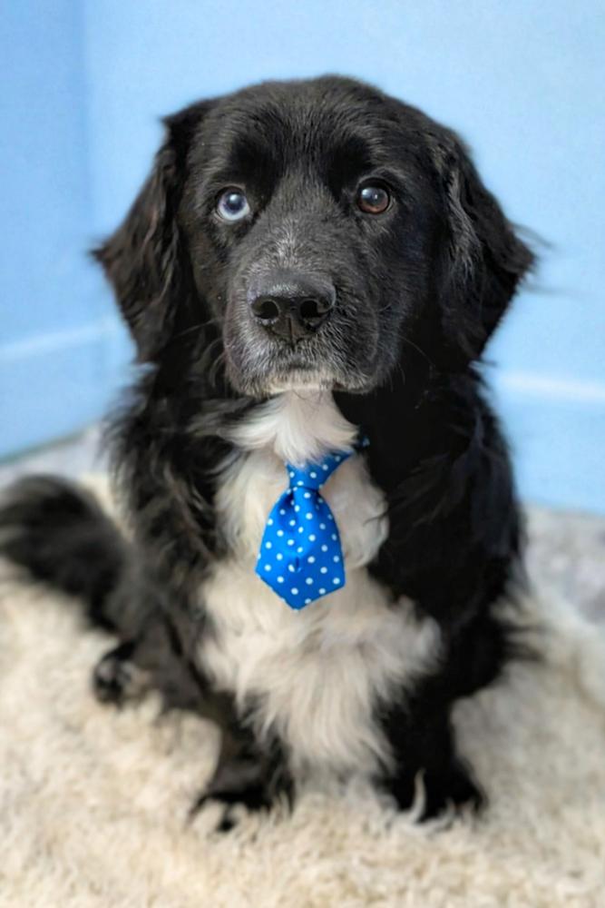 Enlarge Pastrami on Rye, a Adoptable mixed breed in Wayne, NJ image 2/4