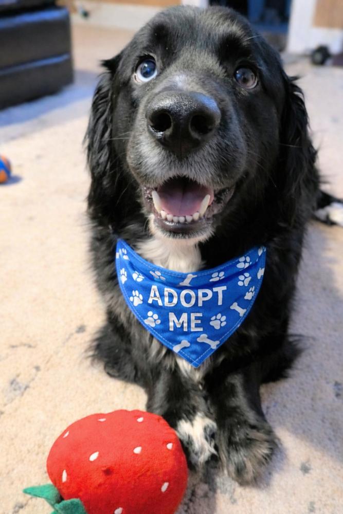 Enlarge Pastrami on Rye, a Adoptable mixed breed in Wayne, NJ image 3/4