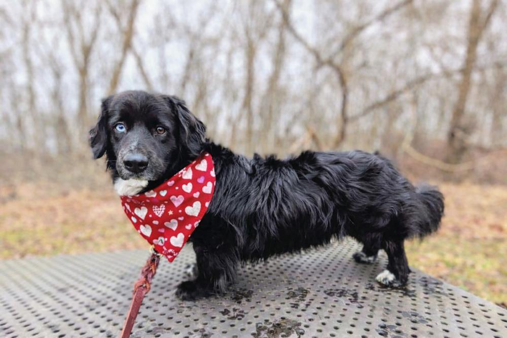 Enlarge Pastrami on Rye, a Adoptable mixed breed in Wayne, NJ image 4/4