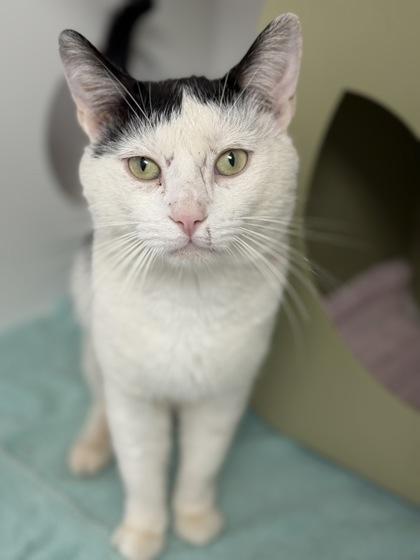 Scrappy - Barn Buddy, a Adoptable Domestic Short Hair in Gwinn, MI image 1/2