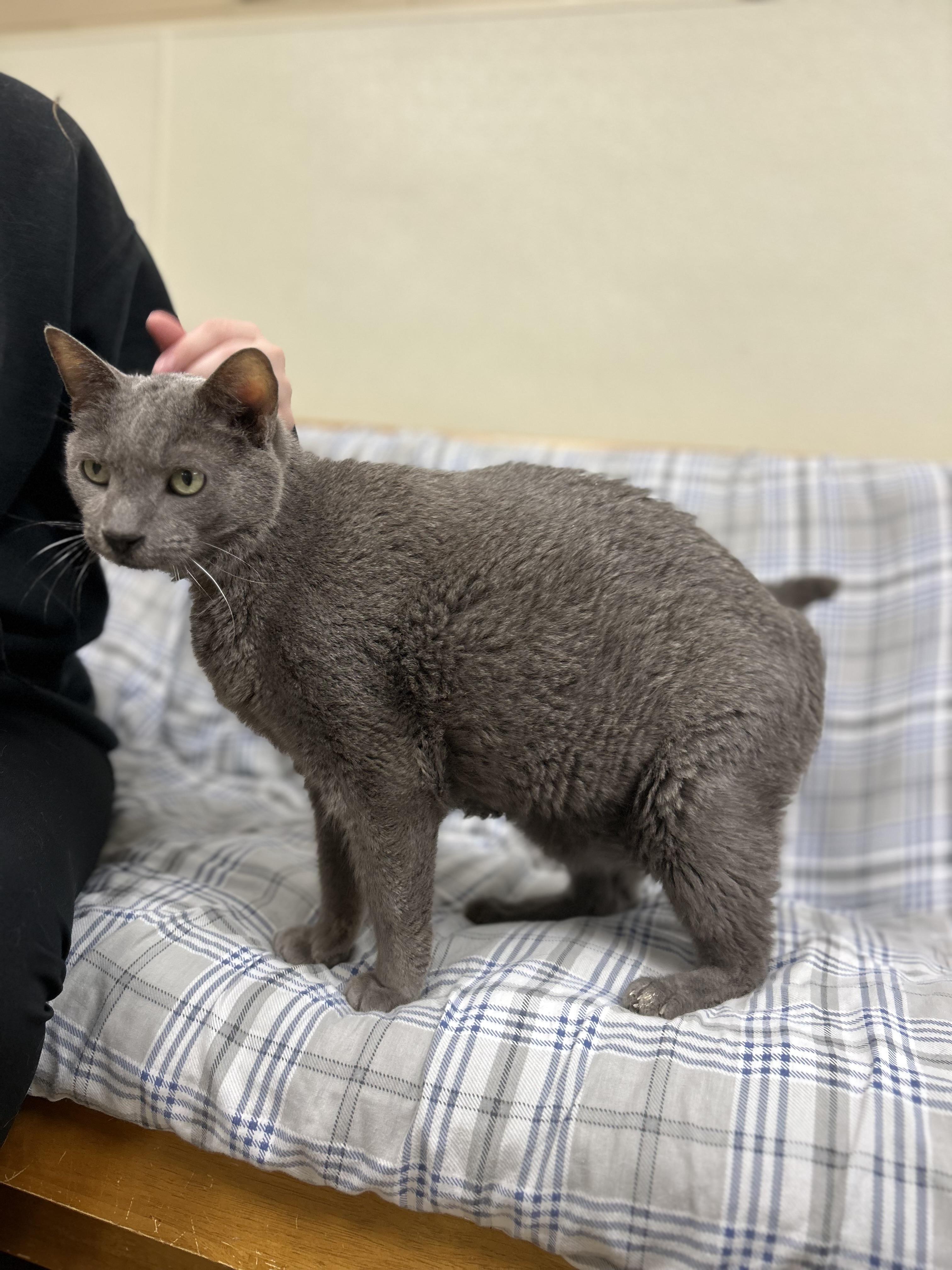 Jerry Lewis aka Big Boy, a ADOPTABLE Domestic Short Hair in Myerstown, PA image 2/3
