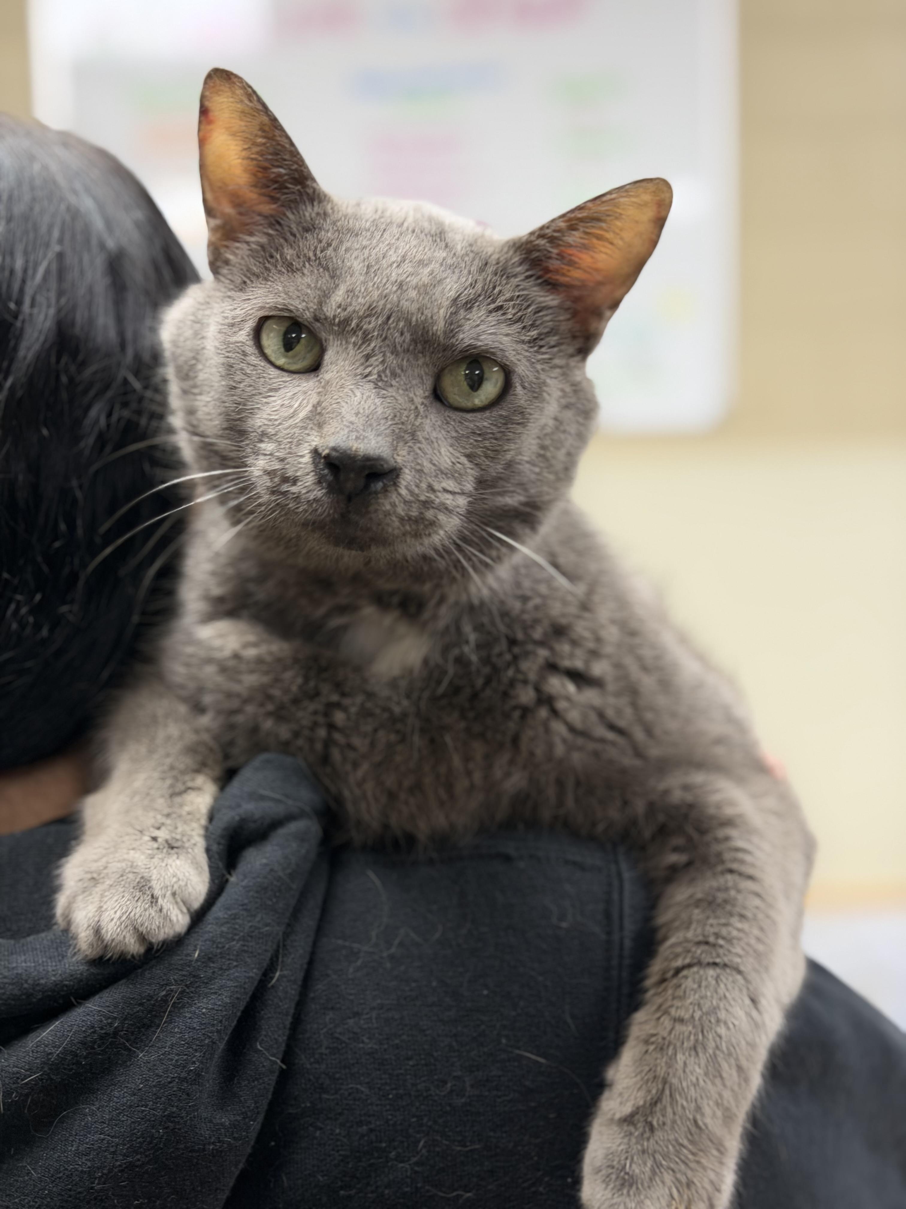 Jerry Lewis aka Big Boy, a ADOPTABLE Domestic Short Hair in Myerstown, PA image 1/3