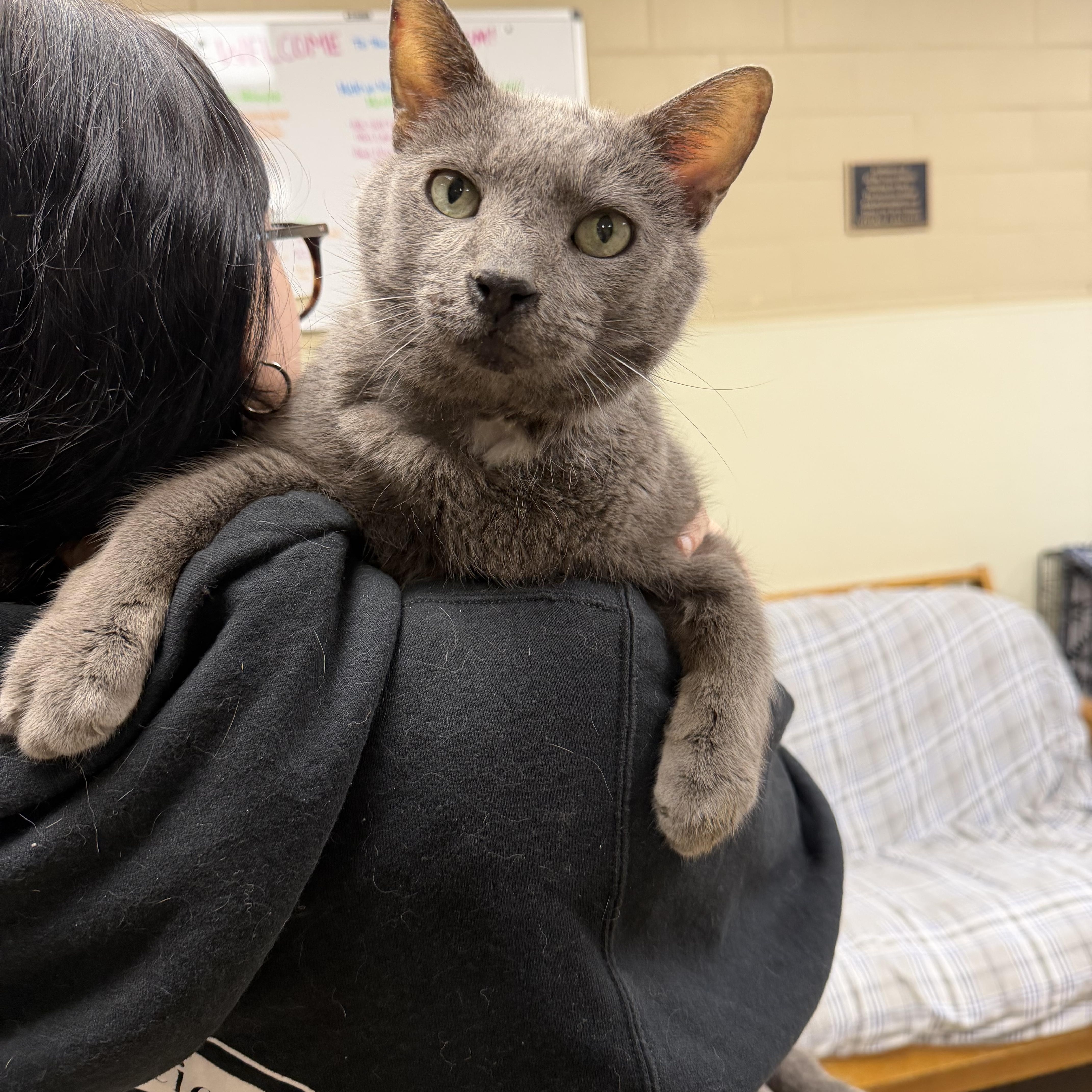 Jerry Lewis aka Big Boy, a ADOPTABLE Domestic Short Hair in Myerstown, PA image 3/3