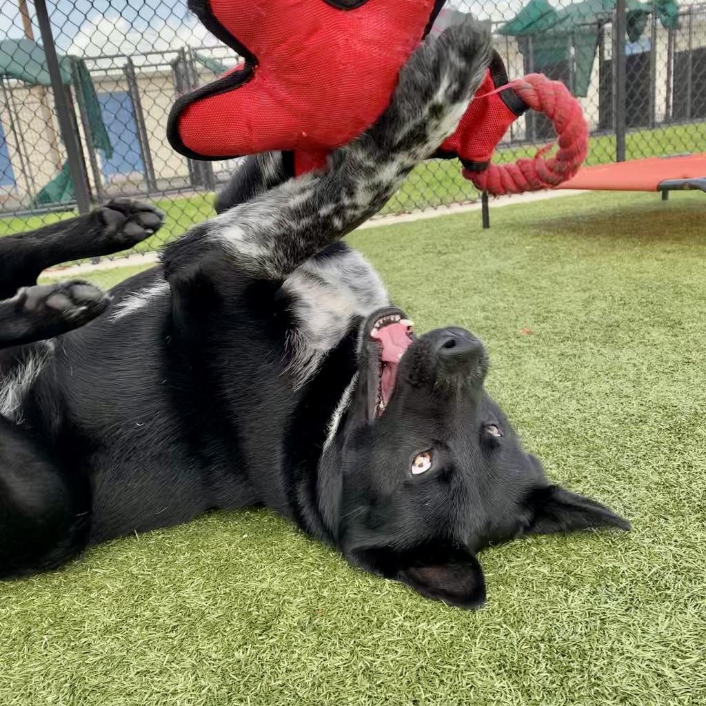 Zeus — thumbnail 2