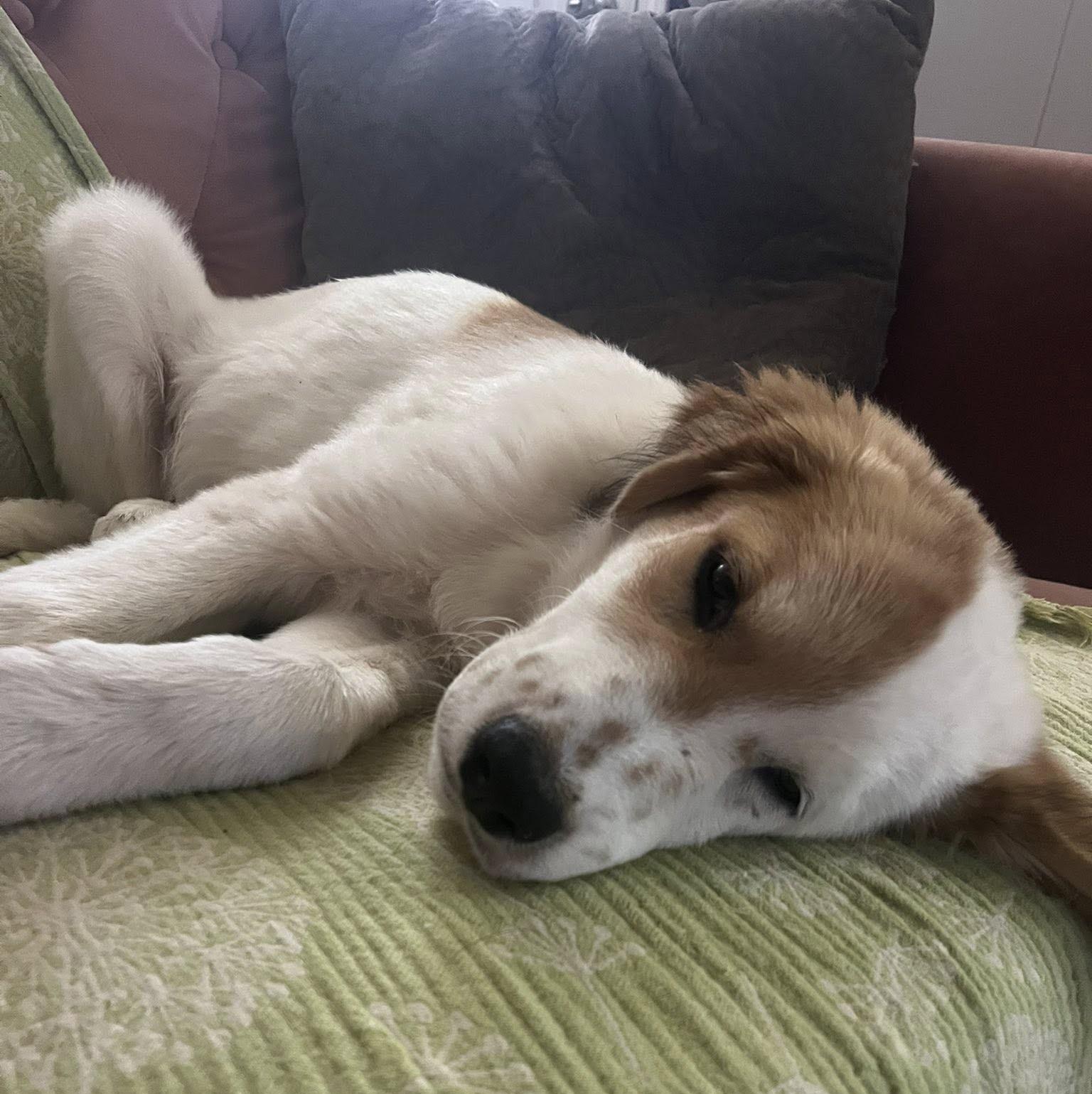 Enlarge Lynyrd Skynyrd, a Adoptable Great Pyrenees in Kiowa, OK image 1/6