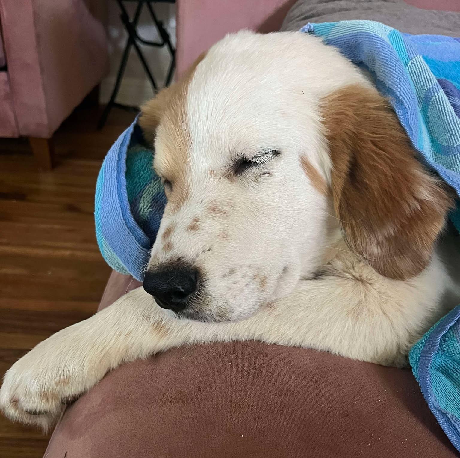 Enlarge Lynyrd Skynyrd, a Adoptable Great Pyrenees in Kiowa, OK image 2/6