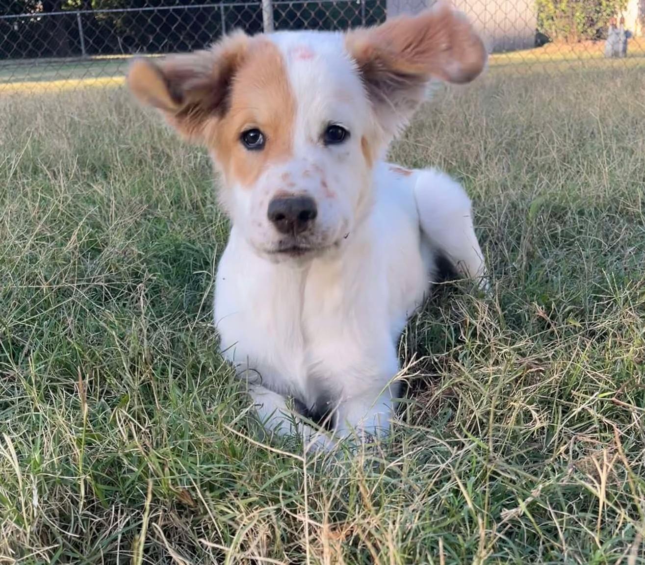 Enlarge Lynyrd Skynyrd, a Adoptable Great Pyrenees in Kiowa, OK image 3/6