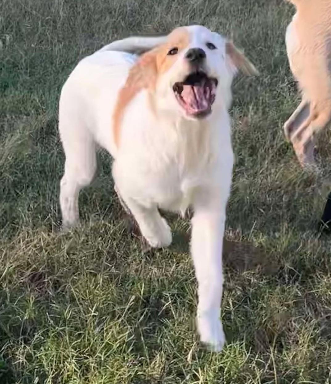 Enlarge Lynyrd Skynyrd, a Adoptable Great Pyrenees in Kiowa, OK image 4/6