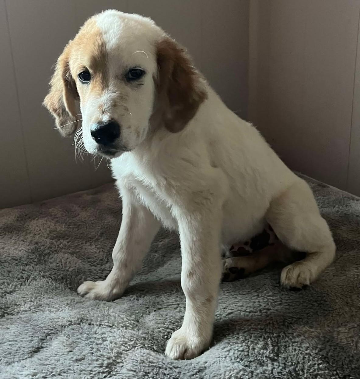 Enlarge Lynyrd Skynyrd, a Adoptable Great Pyrenees in Kiowa, OK image 5/6