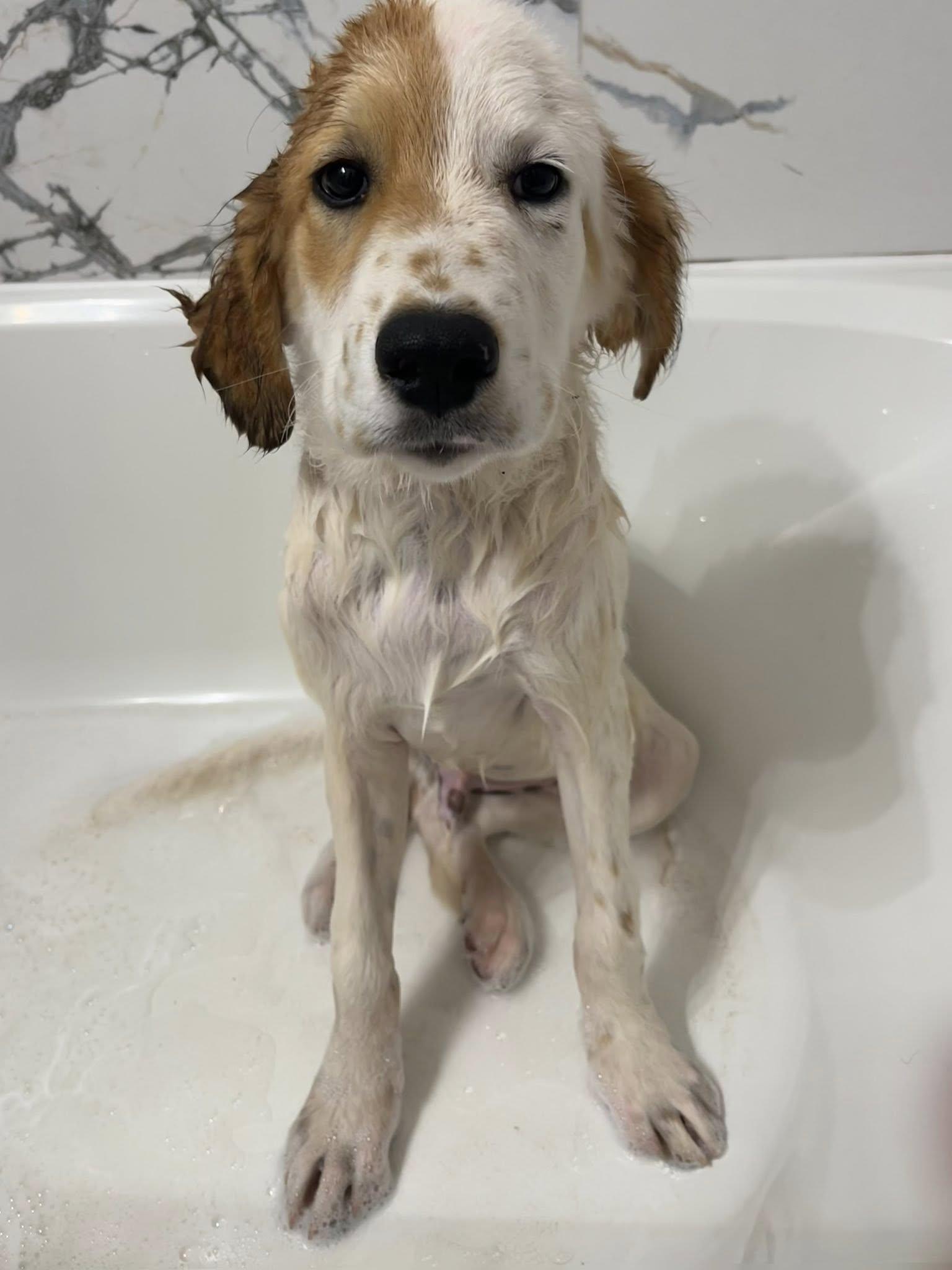 Enlarge Lynyrd Skynyrd, a Adoptable Great Pyrenees in Kiowa, OK image 6/6