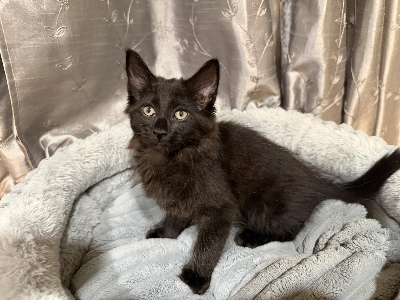 Enlarge Shadow (Courtesy Post), a Adoptable mixed breed in San Jose, CA image 1/3