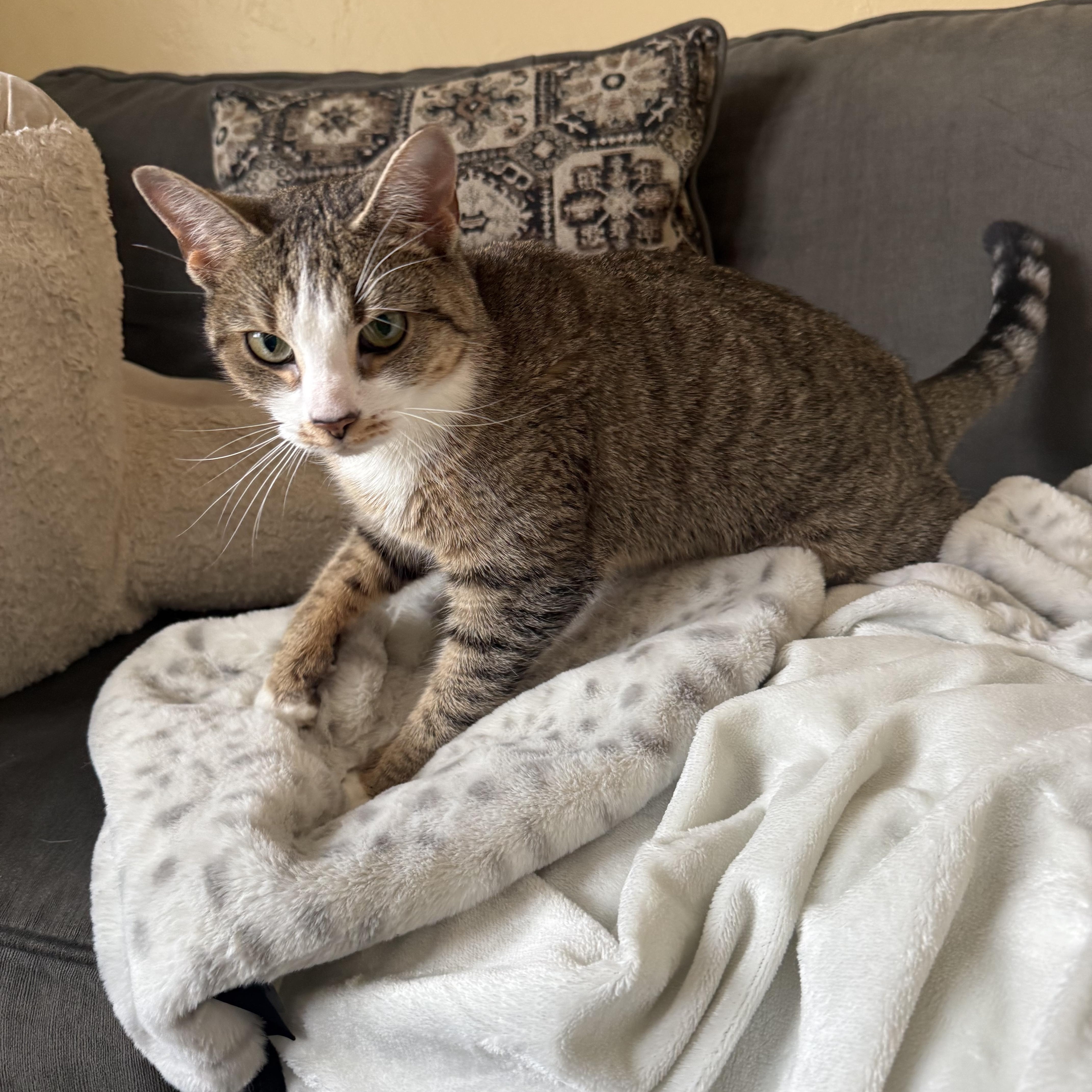 Enlarge Frankie, a ADOPTABLE Domestic Short Hair in Manchester, NH image 3/5