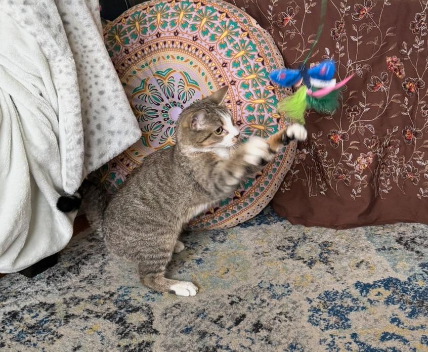 Enlarge Frankie, a ADOPTABLE Domestic Short Hair in Manchester, NH image 4/5