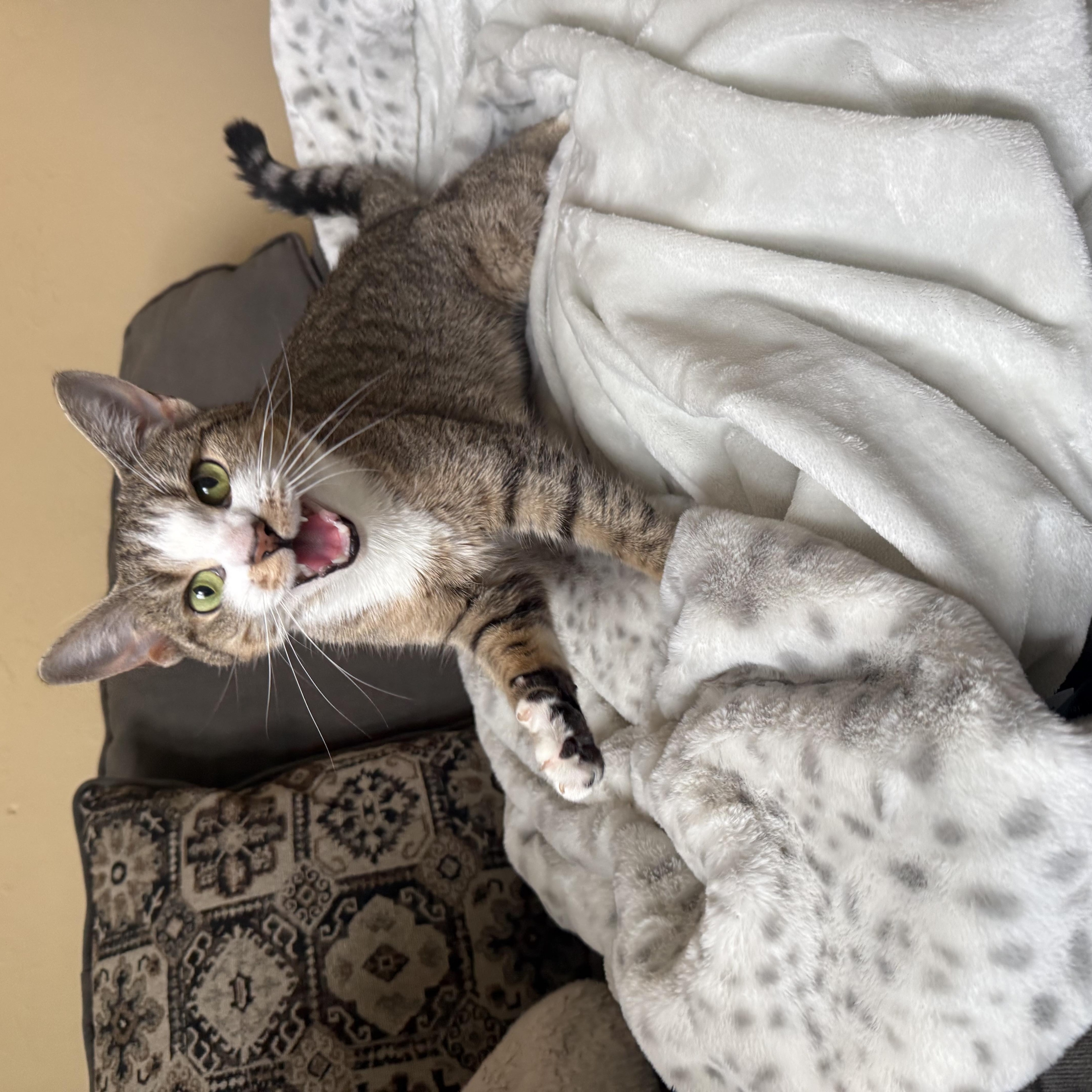 Enlarge Frankie, a ADOPTABLE Domestic Short Hair in Manchester, NH image 5/5