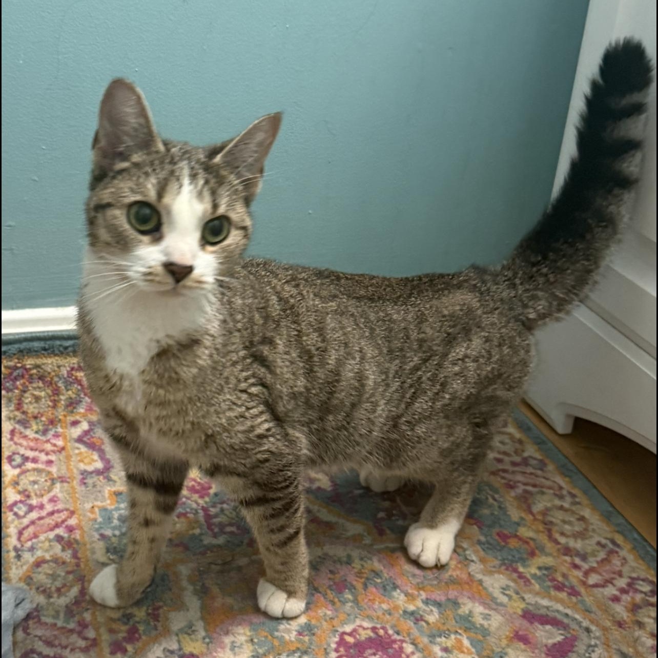 Frankie, ADOPTABLE, Young Female Domestic Short Hair.