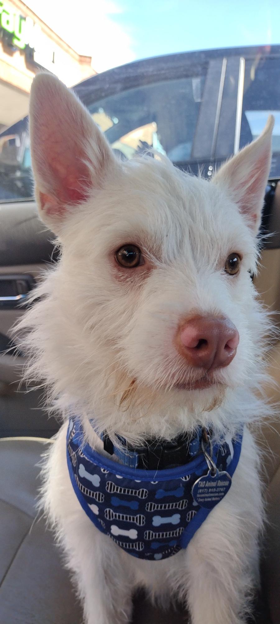 Enlarge Ludo , a ADOPTABLE mixed breed in Fort Worth, TX image 5/5