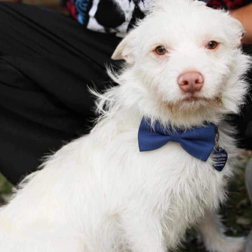 Ludo , ADOPTABLE, Young Male West Highland White Terrier / Westie & Terrier.