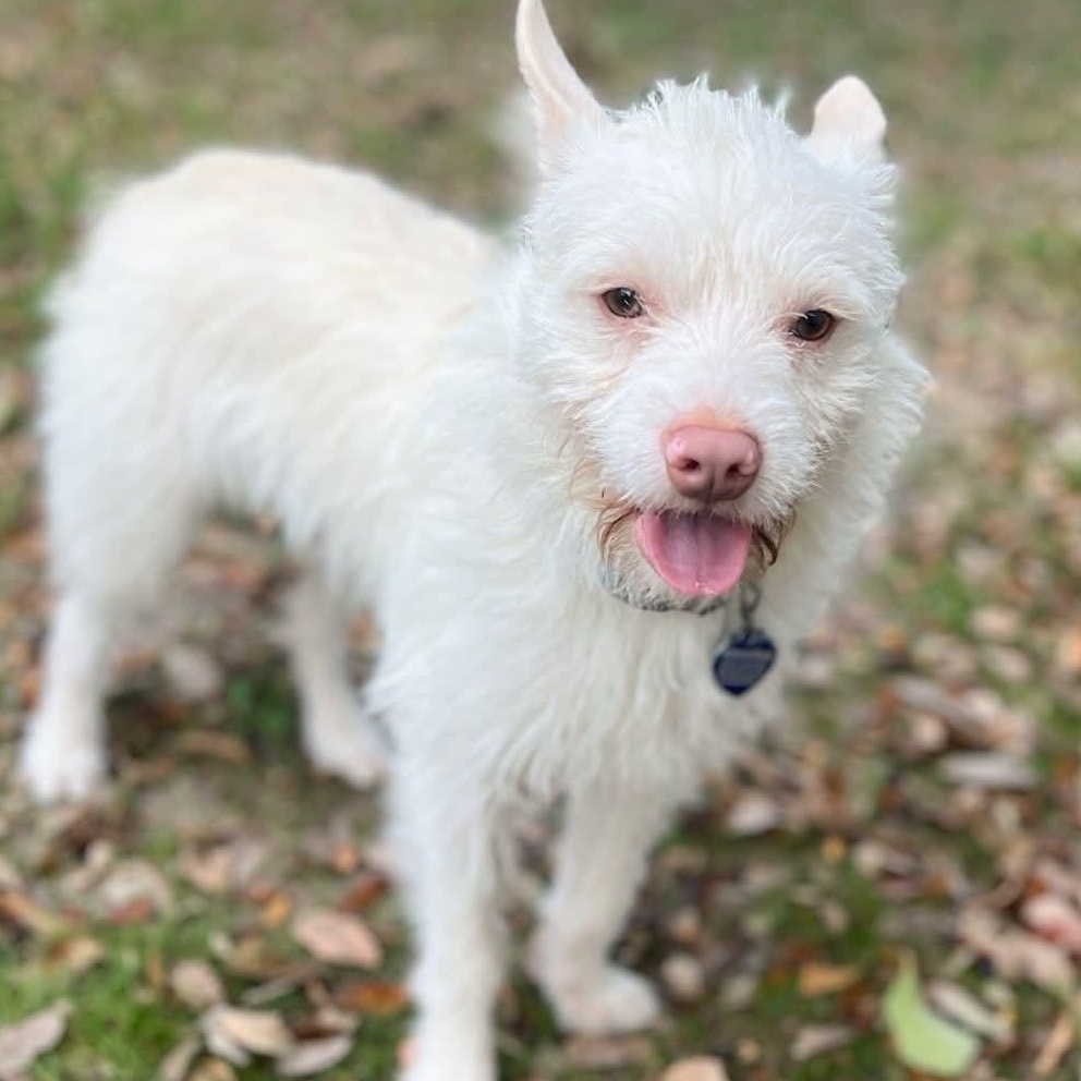 Enlarge Ludo , a ADOPTABLE mixed breed in Fort Worth, TX image 3/5