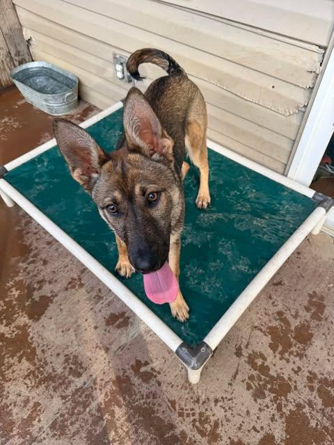 Enlarge Smoky (6mo PUPPY), an adopted German Shepherd Dog in Greeneville, TN image 3/5