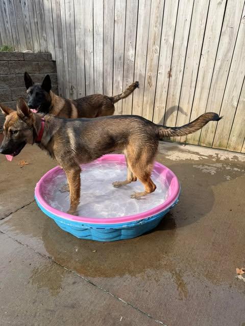 Enlarge Smoky (6mo PUPPY), an adopted German Shepherd Dog in Greeneville, TN image 4/5