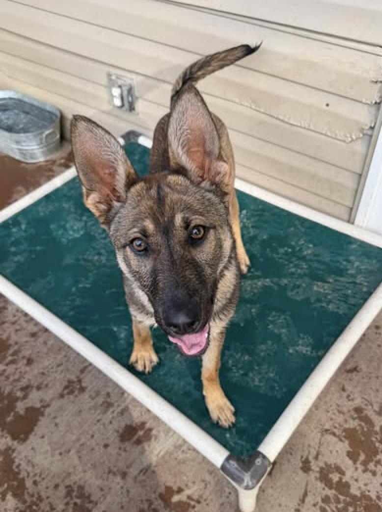 Enlarge Smoky (6mo PUPPY), an adopted German Shepherd Dog in Greeneville, TN image 1/5