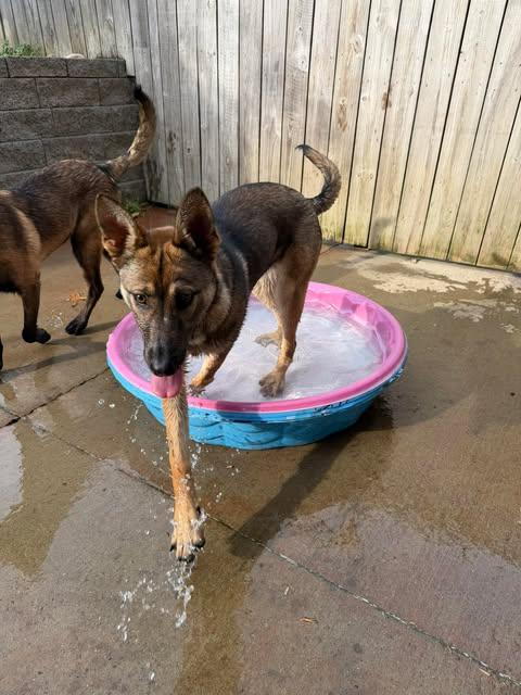 Enlarge Smoky (6mo PUPPY), an adopted German Shepherd Dog in Greeneville, TN image 2/5