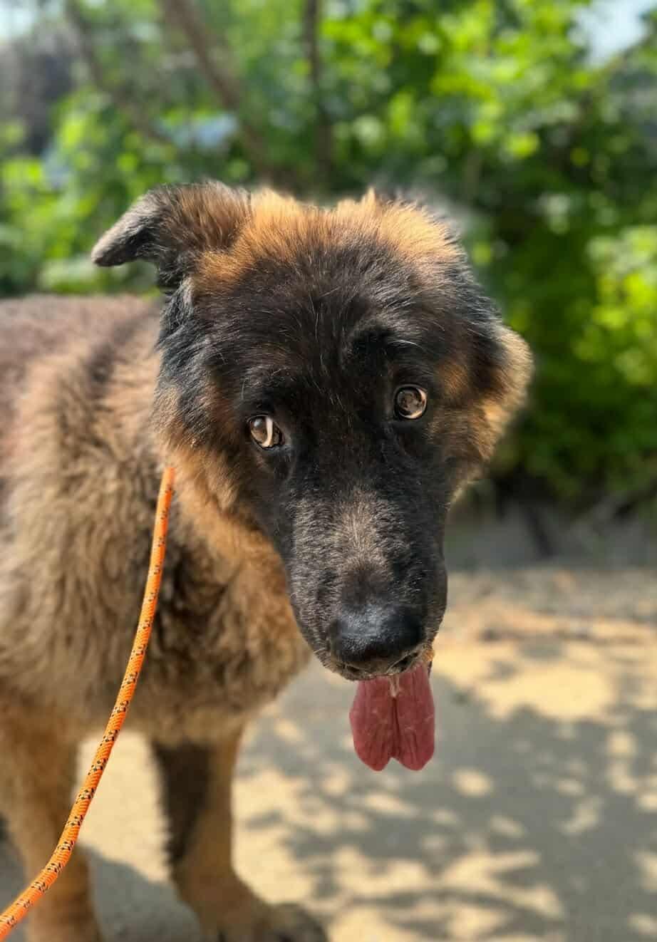 KOON, Adopted, Senior Male German Shepherd Dog.