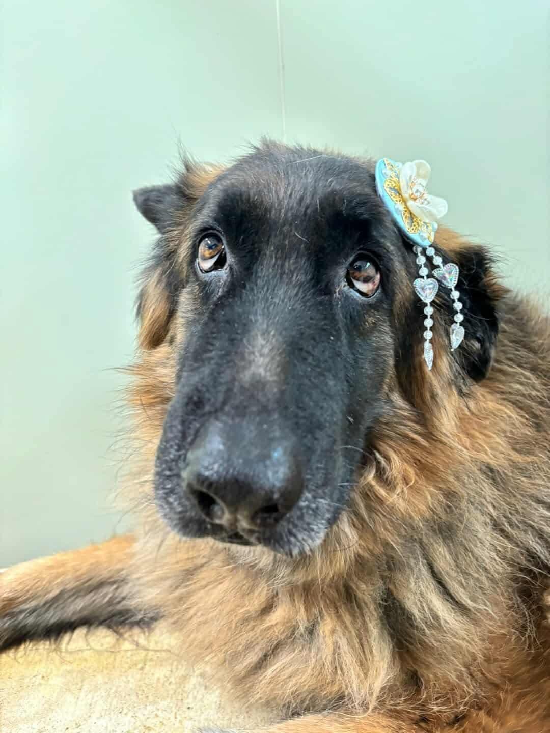 Enlarge KOON, a Adopted German Shepherd Dog in Toronto, ON image 2/6