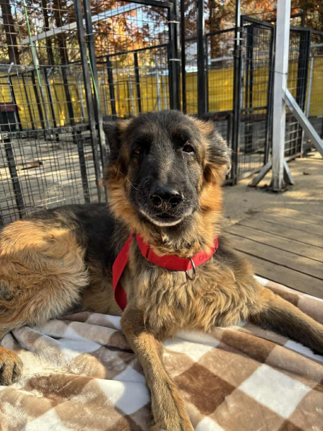 KOON, Senior Male unknown