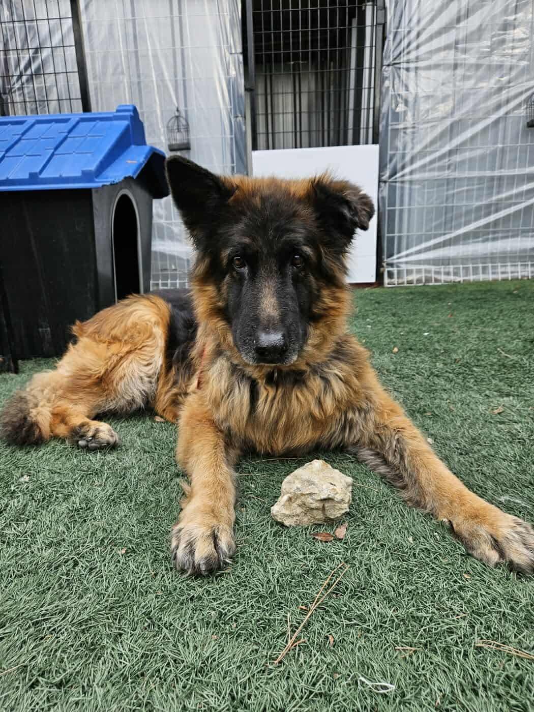 Enlarge KOON, a Adopted German Shepherd Dog in Toronto, ON image 5/6