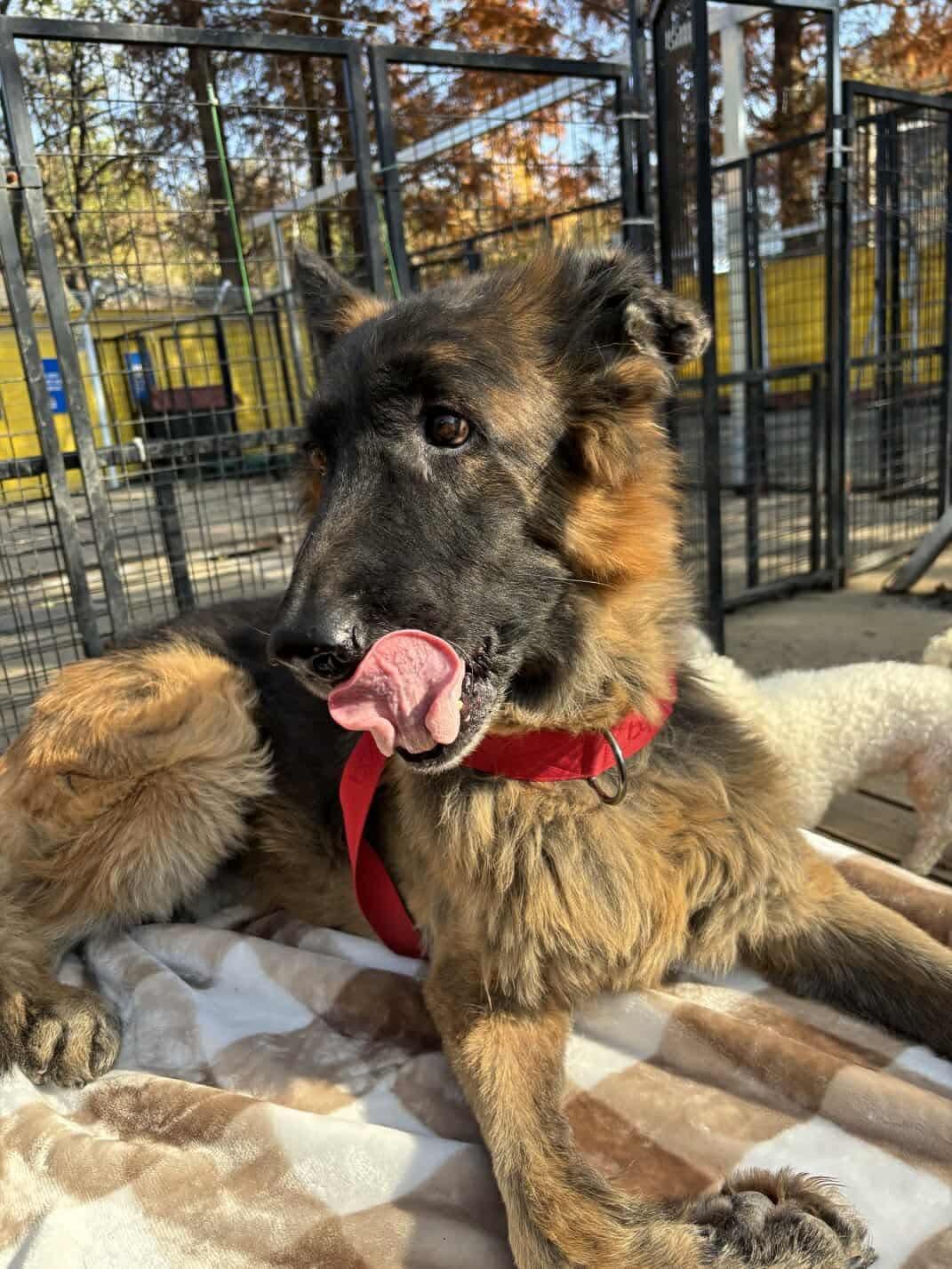 Enlarge KOON, a Adopted German Shepherd Dog in Toronto, ON image 6/6