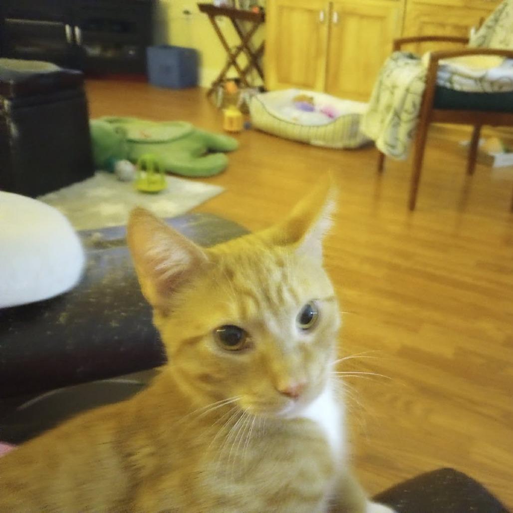 Enlarge Huey, a Adoptable Domestic Short Hair in Harrisonburg, VA image 1/3