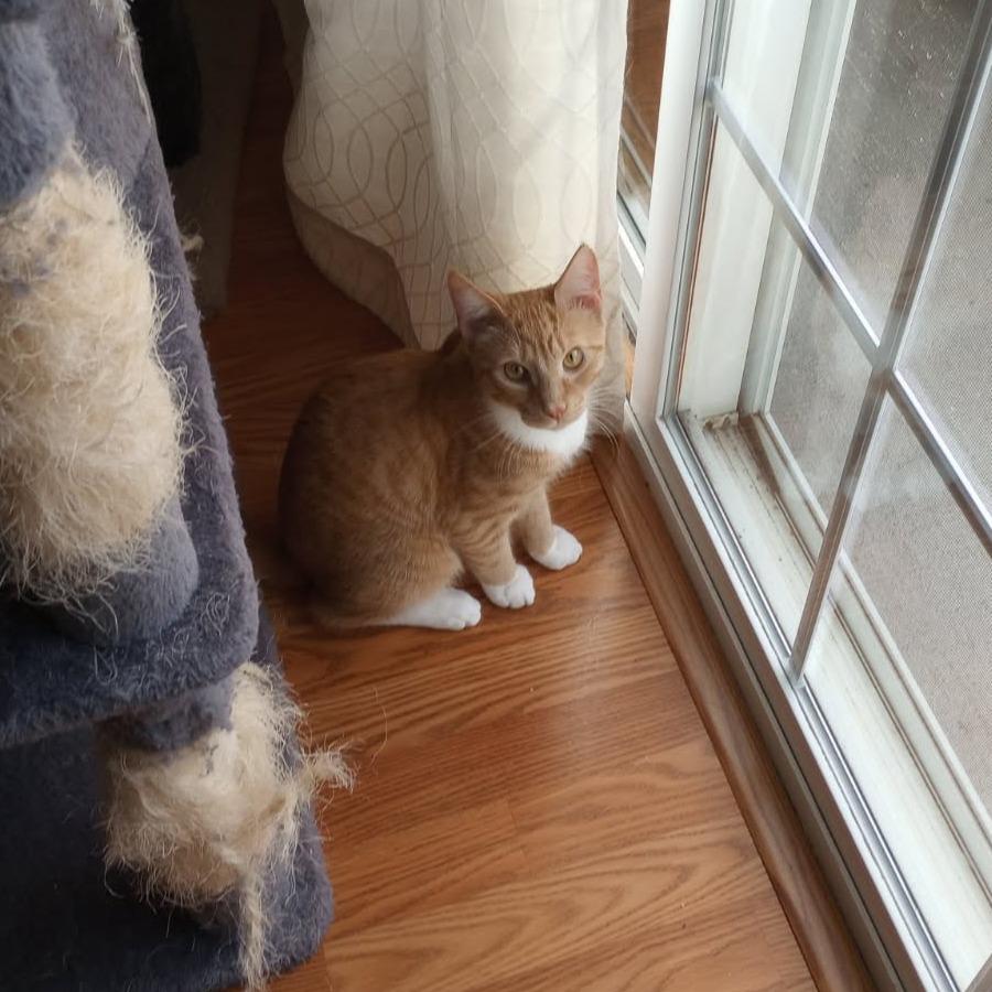 Enlarge Huey, a Adoptable Domestic Short Hair in Harrisonburg, VA image 2/3