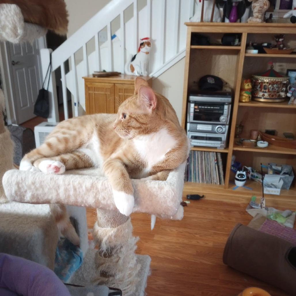 Enlarge Huey, a Adoptable Domestic Short Hair in Harrisonburg, VA image 3/3