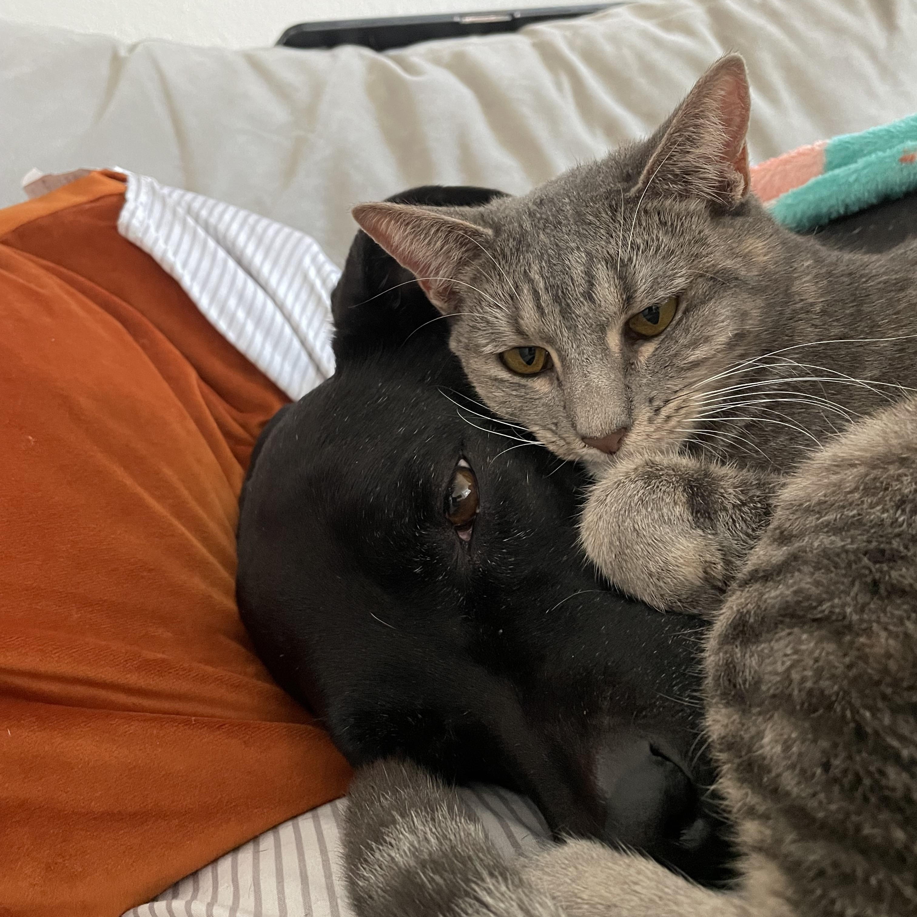 Enlarge Artemis, a ADOPTABLE Domestic Short Hair in Peoria, AZ image 4/6