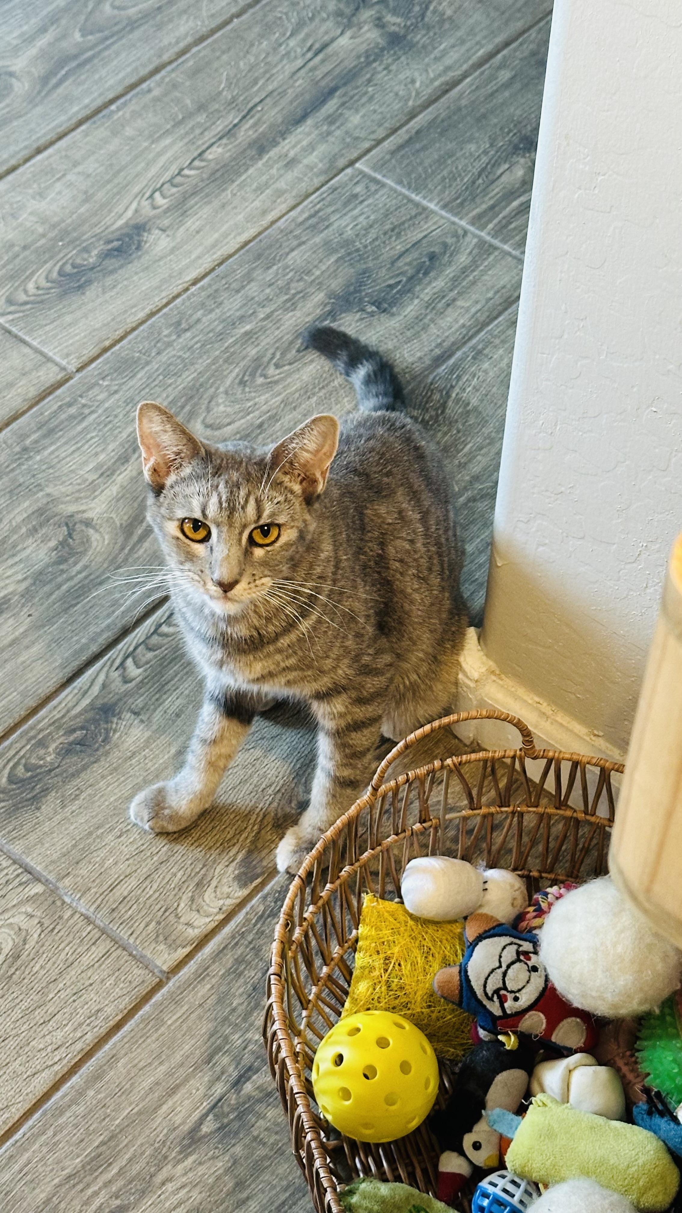 Enlarge Artemis, a ADOPTABLE Domestic Short Hair in Peoria, AZ image 3/6