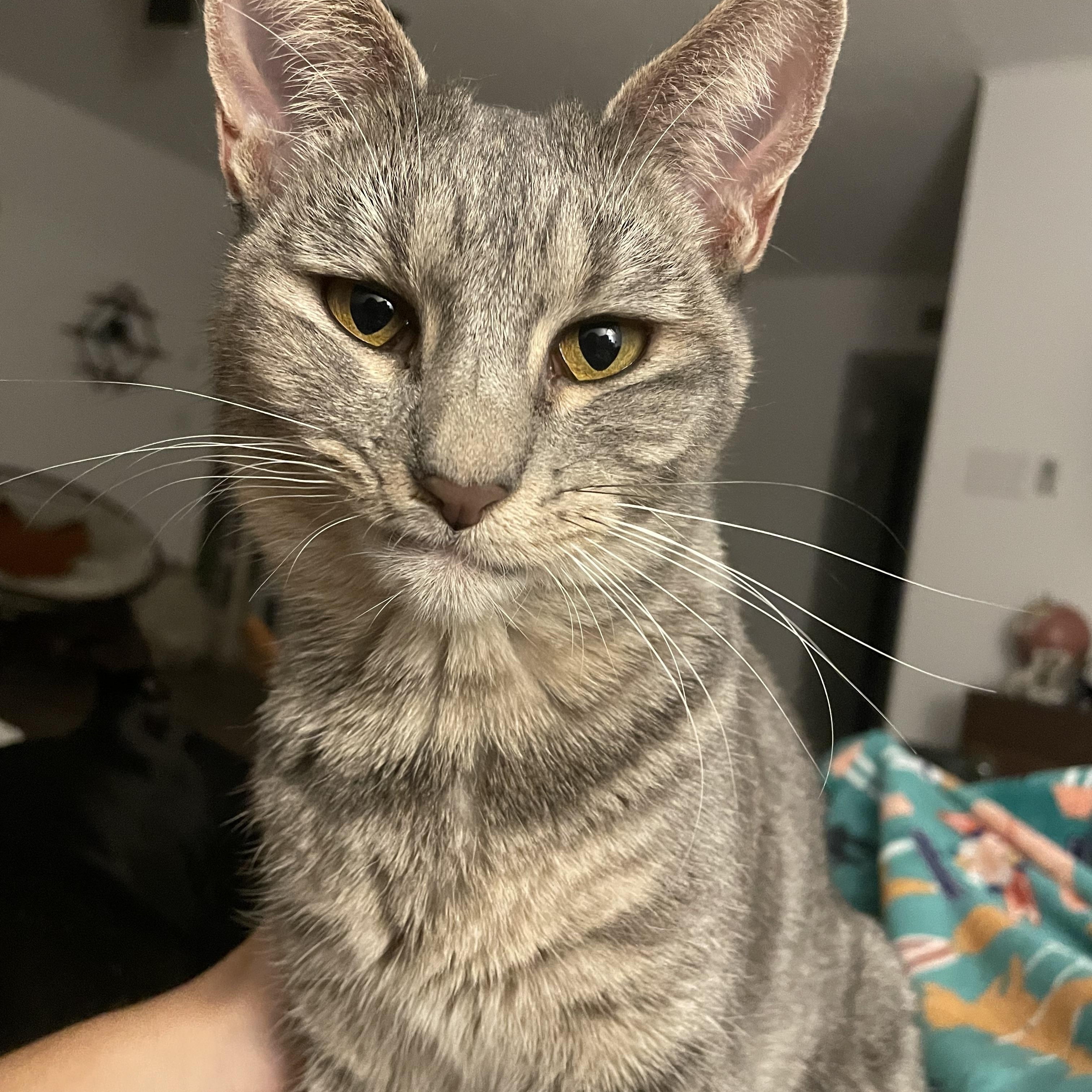 Enlarge Artemis, a ADOPTABLE Domestic Short Hair in Peoria, AZ image 1/6