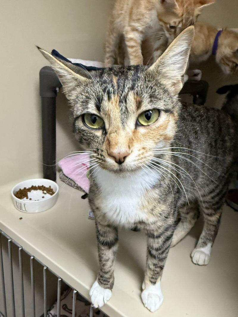 Topaz, Adoptable, Adult Female Domestic Short Hair.