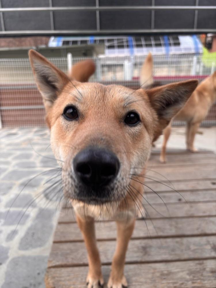 Ultra, Adoptable, Adult Female Jindo.