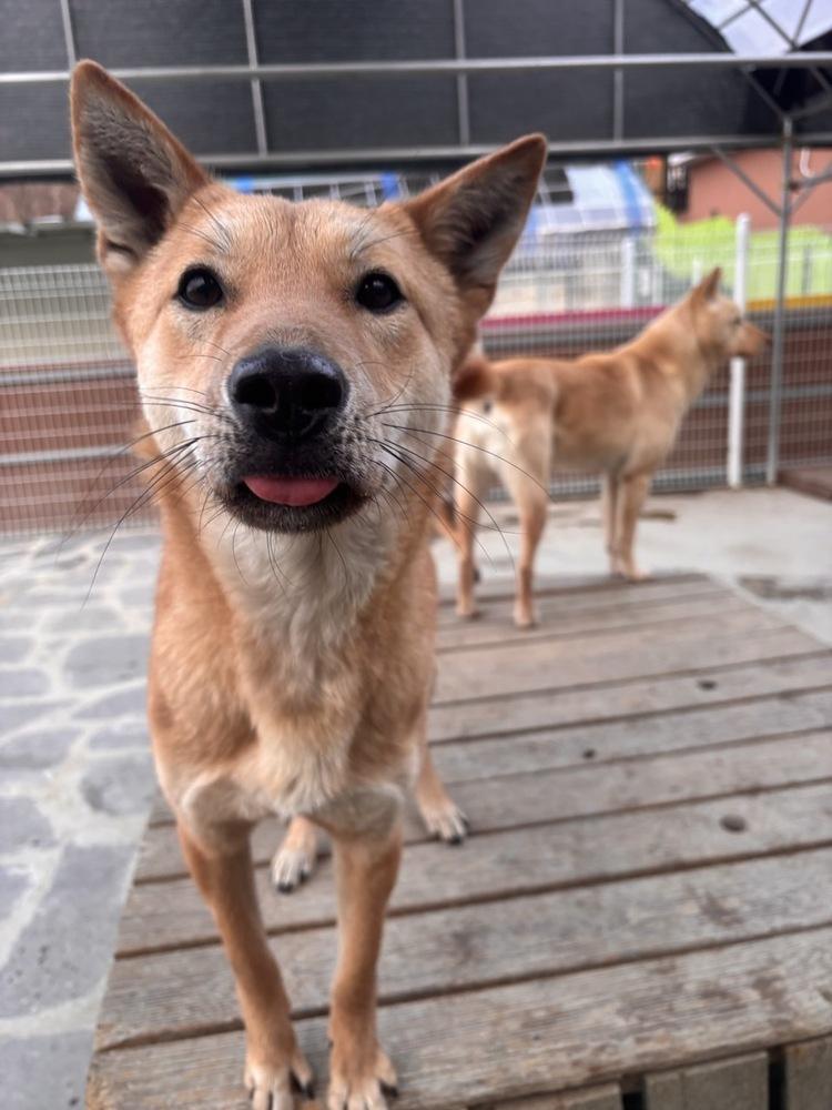 Enlarge Ultra, a Adoptable Jindo in Long Island City, NY image 2/2