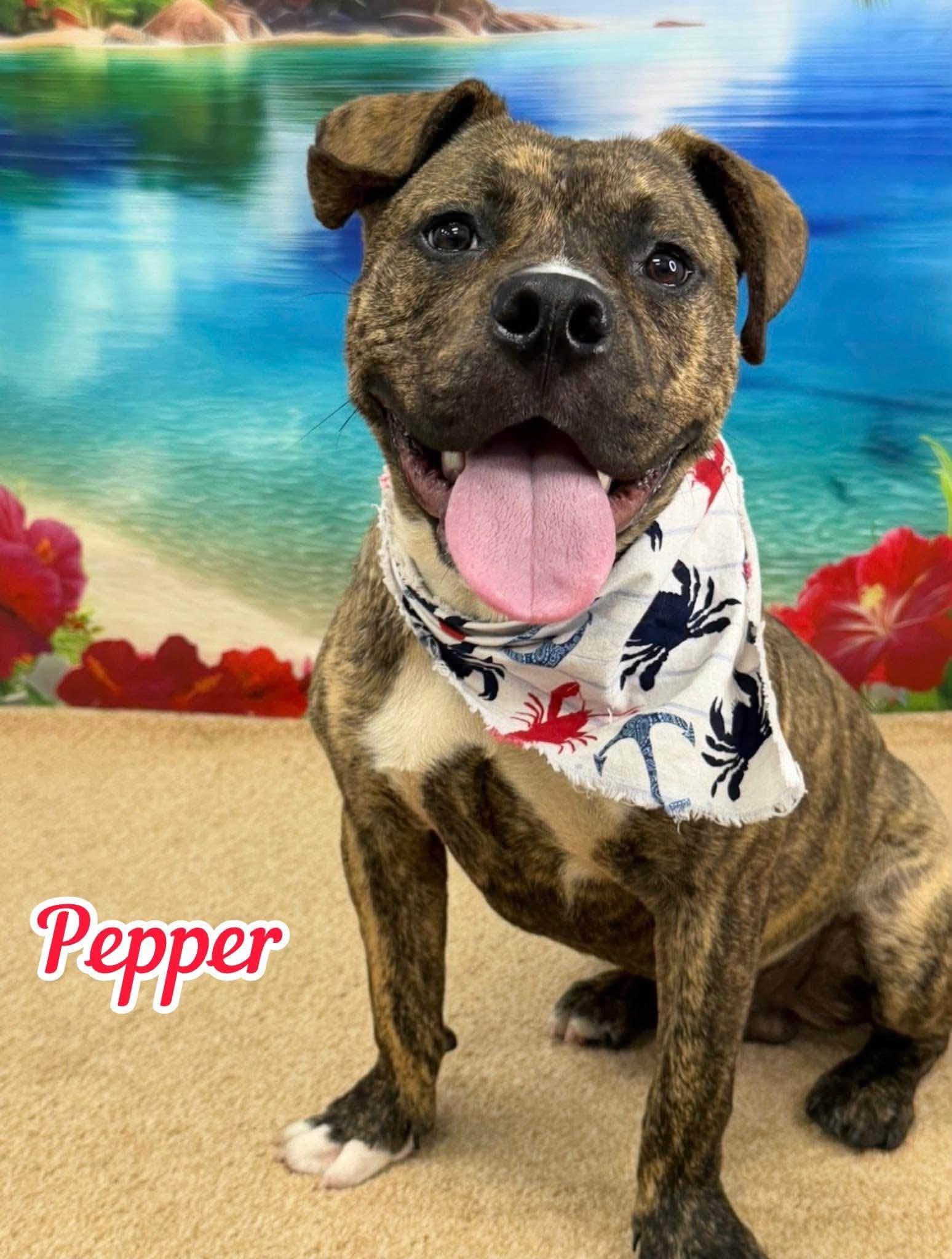 Pepper, ADOPTABLE, Young Male Mixed Breed.