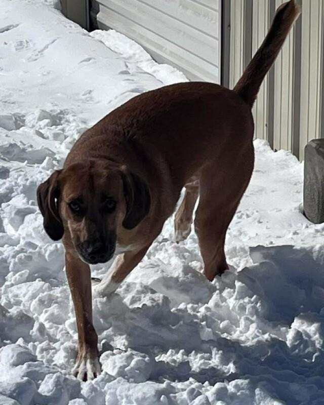 Enlarge Travis, a Adoptable Treeing Walker Coonhound in Burgaw, NC image 1/3