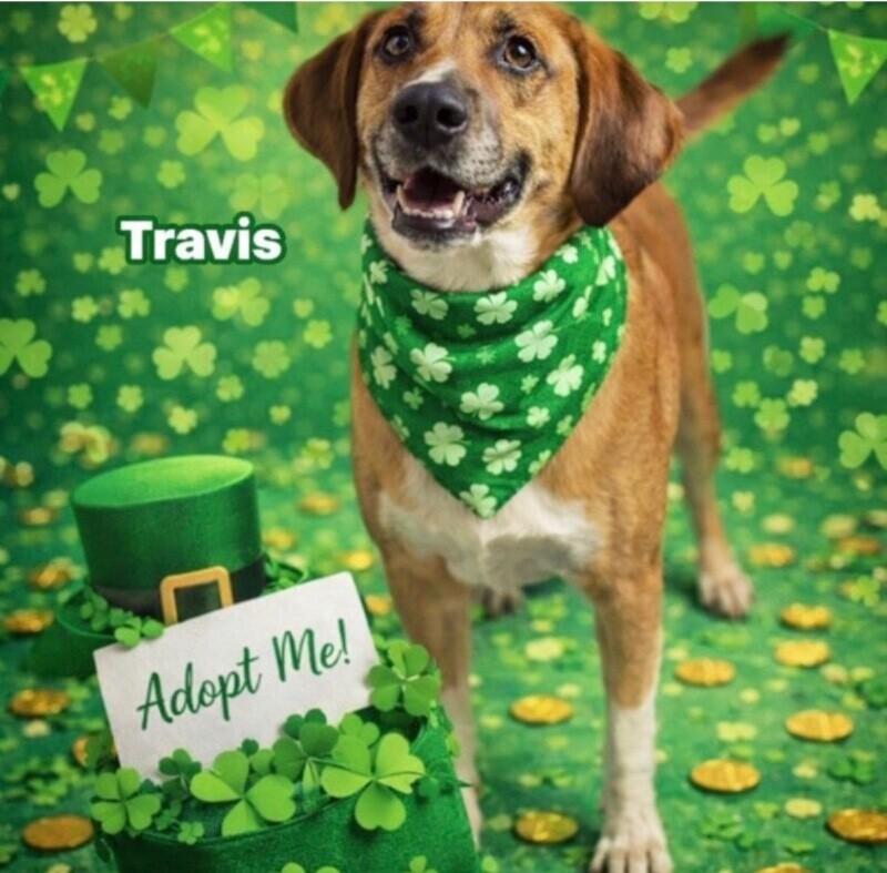 Enlarge Travis, a Adoptable Redbone Coonhound in Burgaw, NC image 2/6