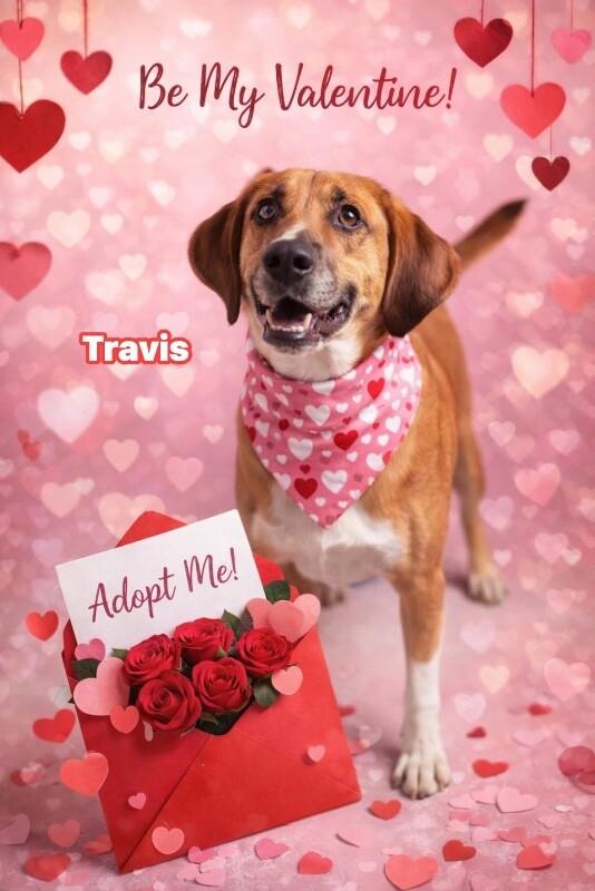 Enlarge Travis, a Adoptable Treeing Walker Coonhound in Burgaw, NC image 3/3